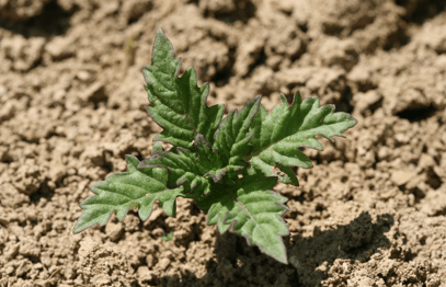 Alternatives aux herbicides