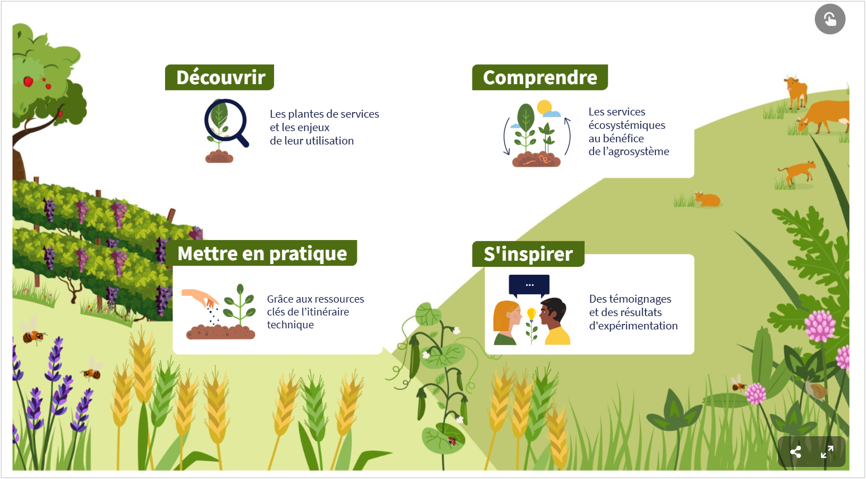 Des ressources techniques pour mobiliser les plantes de services